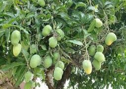 tips mencangkok mangga agar akar cepat tumbuh